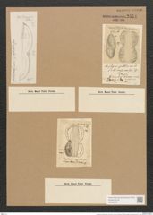 Amphiprora conspicua Grev. (de-Toni-Nr.: Genus 29, Species 1326) Zeichnungen Sammlung Grunow Nr. 2554 (NHMW-BOT-W0369735)